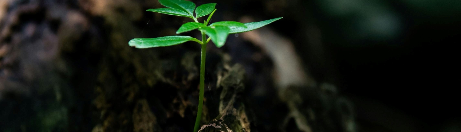 pexels-david-alberto-carmona-coto-434794-1151418_huella_carbono_s